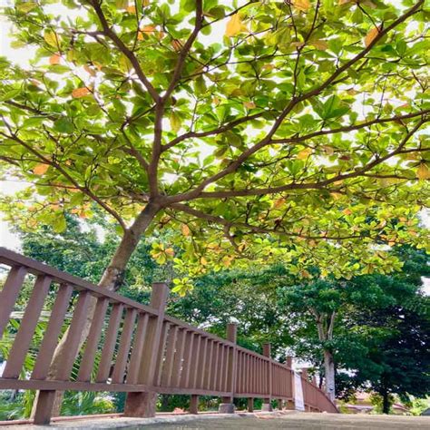 talisay tree philippines.